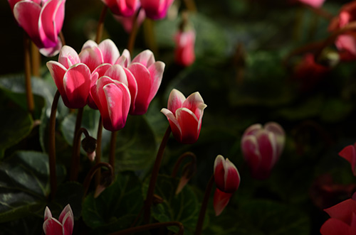 Flower Macro Shot