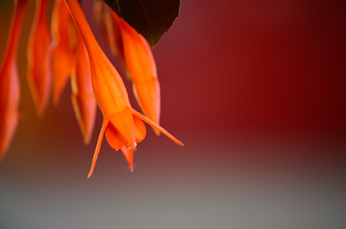 Flower Macro Shot